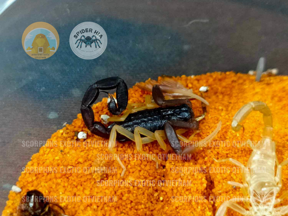Hottentotta franzwerneri-duoc-ban-tai-QTArthropodszone (Scorpions Exotic QTVietNam & SpiderHia)