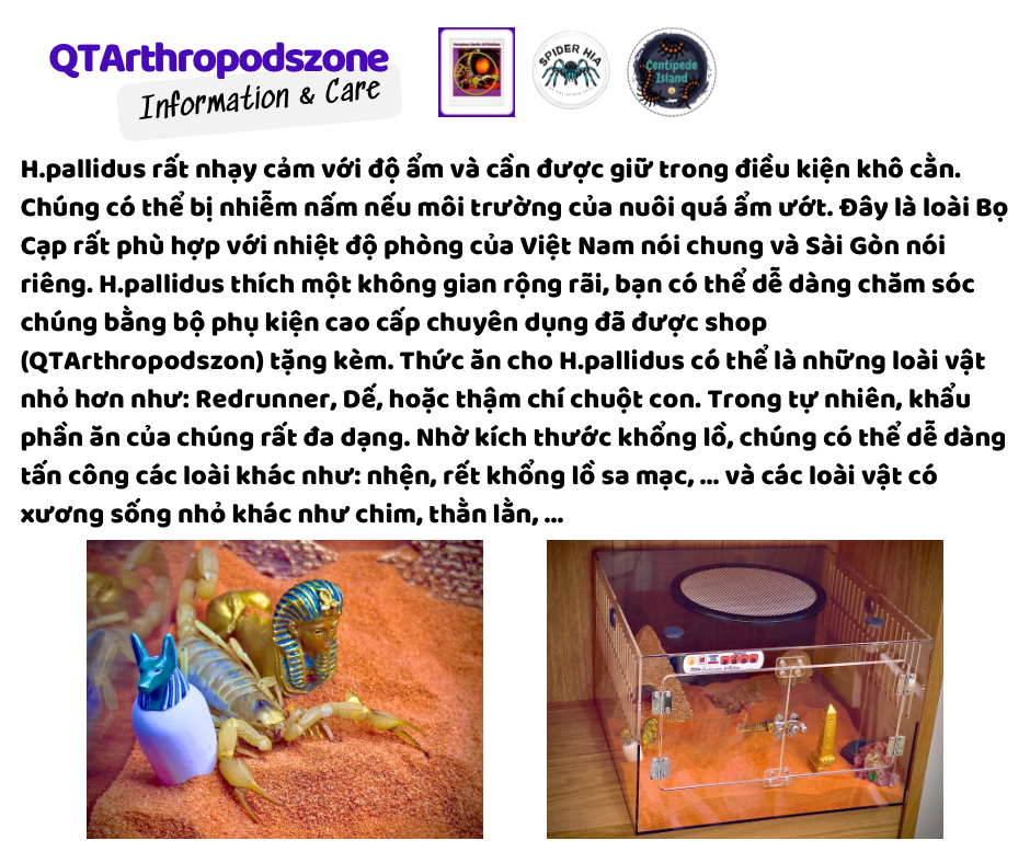 Hadrurus pallidus-duoc-ban-tai-QTArthropodszone (Scorpions Exotic QTVietNam & SpiderHia)