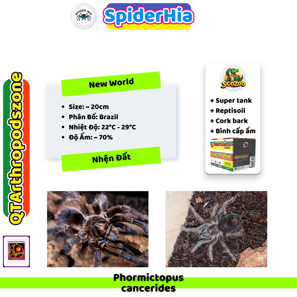 FM 10cm Phormictopus cancerides-duoc-ban-tai-QTArthropodszone (Scorpions Exotic QTVietNam & SpiderHia)