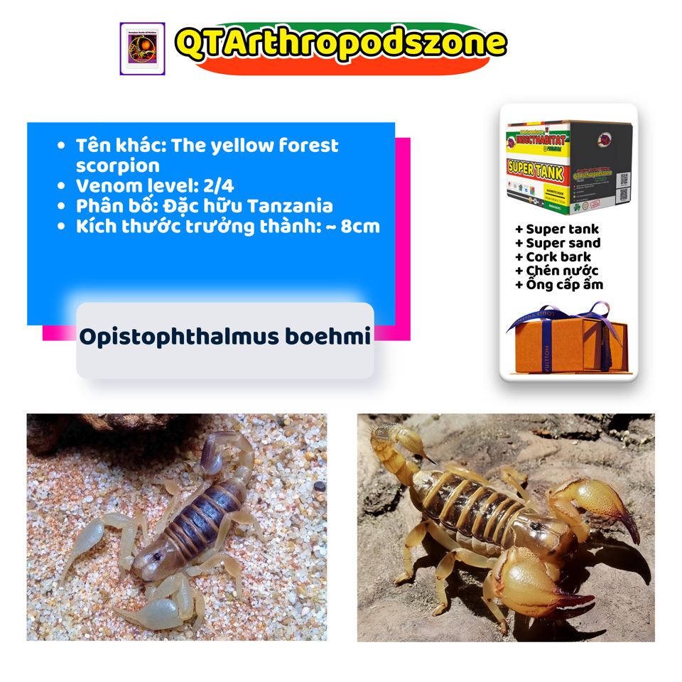 Opistophthalmus boehmi-duoc-ban-tai-QTArthropodszone (Scorpions Exotic QTVietNam & SpiderHia)