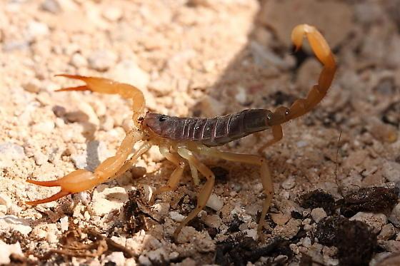 Smeringurus vachoni-duoc-ban-tai-QTArthropodszone (Scorpions Exotic QTVietNam & SpiderHia)