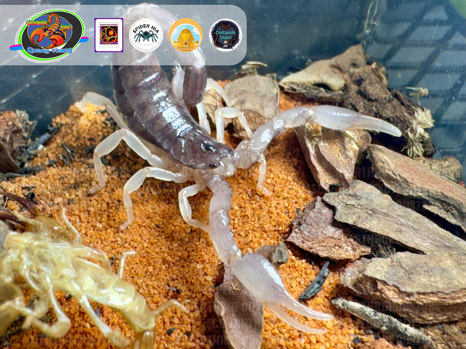 Nebo whitei-duoc-ban-tai-QTArthropodszone (Scorpions Exotic QTVietNam & SpiderHia)