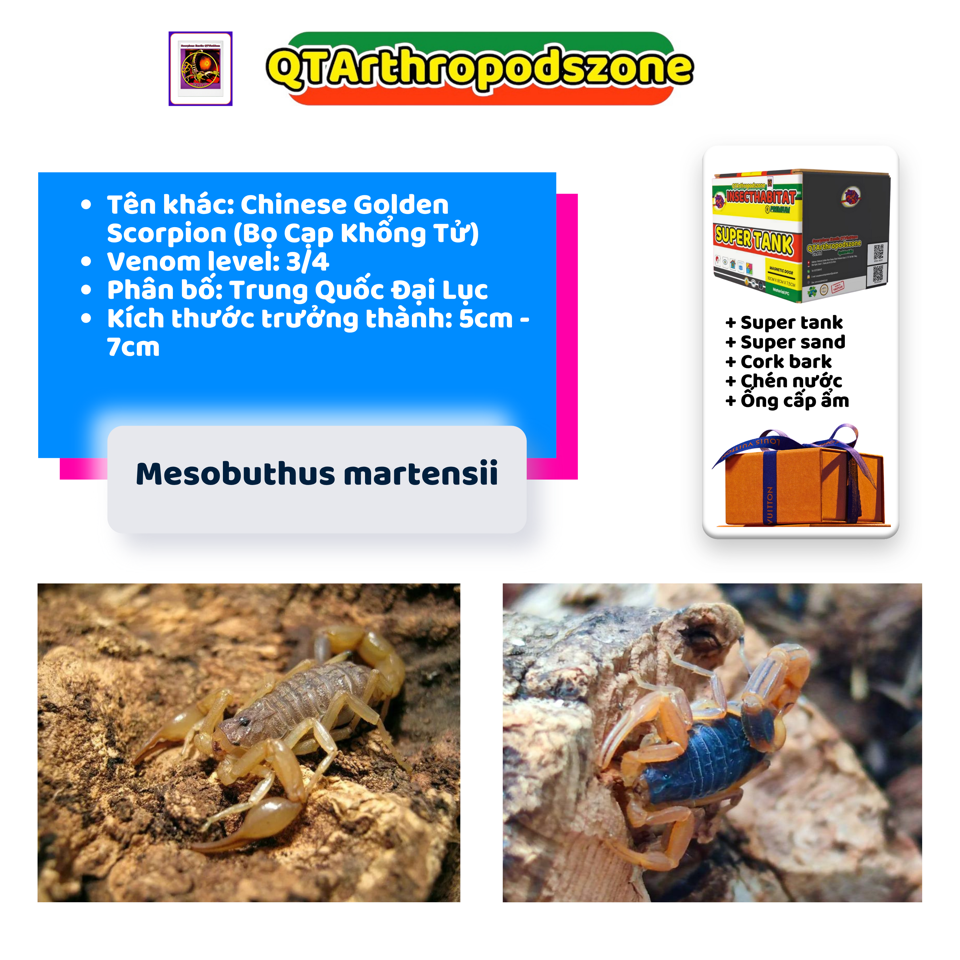 Mesobuthus martensii-duoc-ban-tai-QTArthropodszone (Scorpions Exotic QTVietNam & SpiderHia)