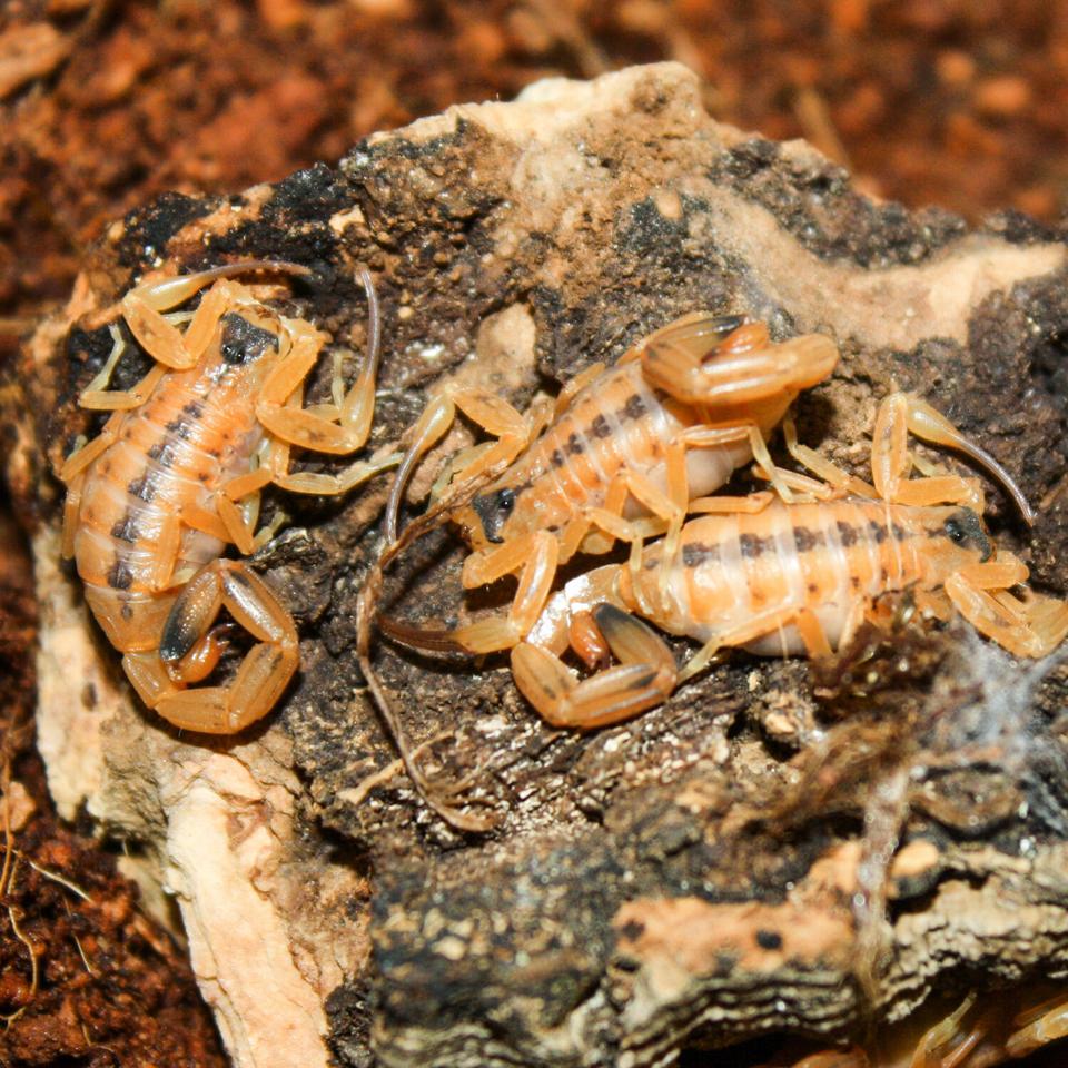 Tityus stigmurus-duoc-ban-tai-QTArthropodszone (Scorpions Exotic QTVietNam & SpiderHia)