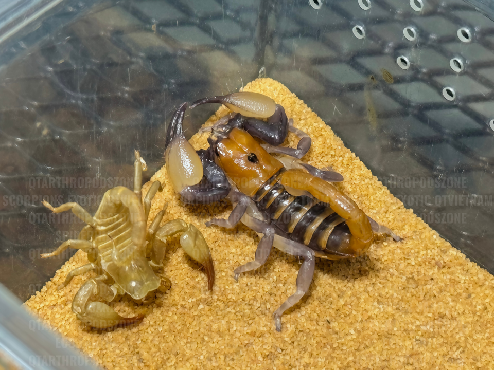 Opistophthalmus carinatus-duoc-ban-tai-QTArthropodszone (Scorpions Exotic QTVietNam & SpiderHia)
