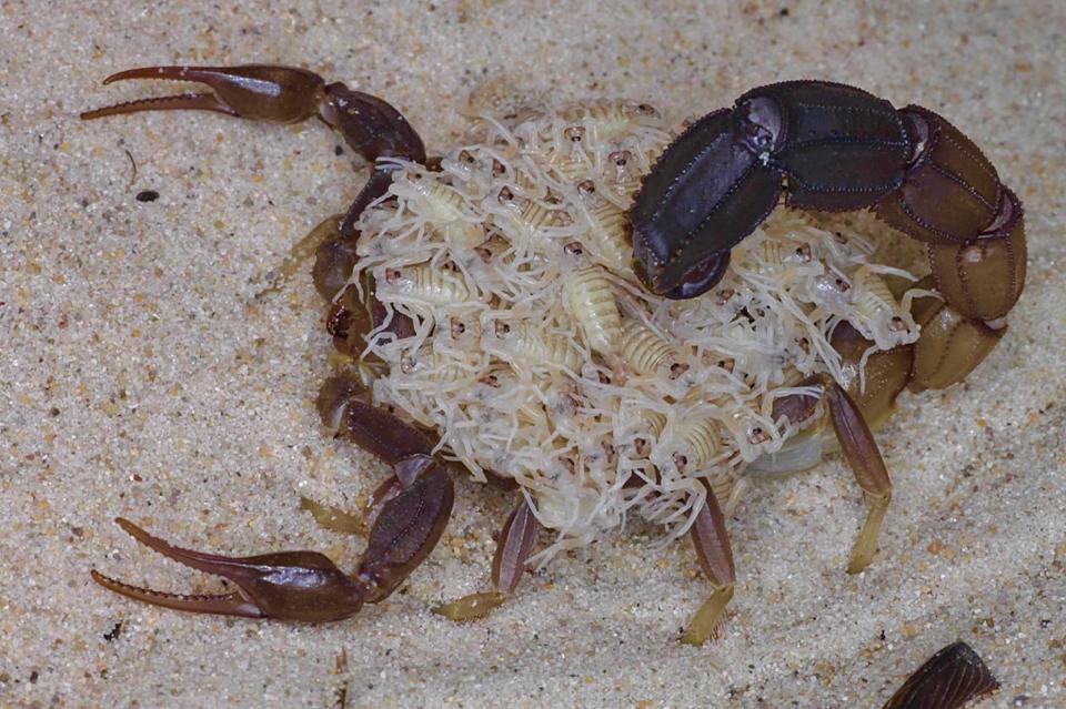 Androctonus baluchicus "Bright" morph-duoc-ban-tai-QTArthropodszone (Scorpions Exotic QTVietNam & SpiderHia)