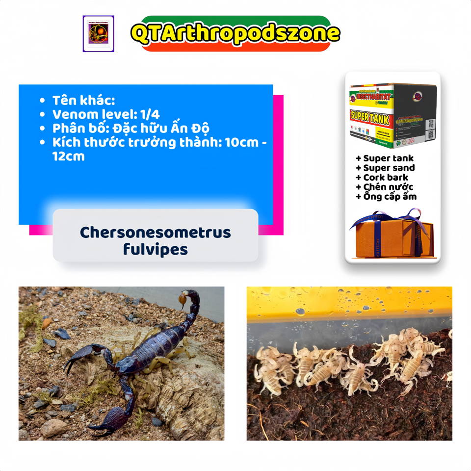 Chersonesometrus fulvipes-duoc-ban-tai-QTArthropodszone (Scorpions Exotic QTVietNam & SpiderHia)