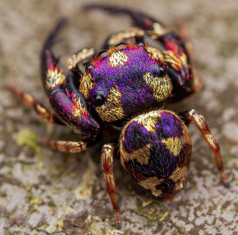 Irura bidenticulata-duoc-ban-tai-QTArthropodszone (Scorpions Exotic QTVietNam & SpiderHia)