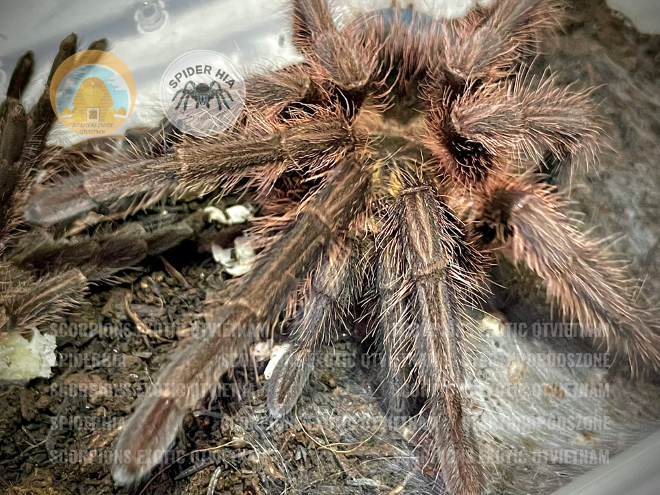 FM 10cm Phormictopus cancerides-duoc-ban-tai-QTArthropodszone (Scorpions Exotic QTVietNam & SpiderHia)