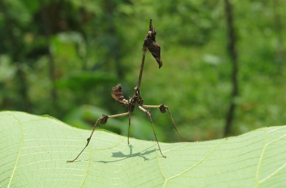 Gongylus gongylodes-duoc-ban-tai-QTArthropodszone (Scorpions Exotic QTVietNam & SpiderHia)