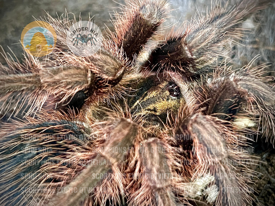FM 10cm Phormictopus cancerides-duoc-ban-tai-QTArthropodszone (Scorpions Exotic QTVietNam & SpiderHia)