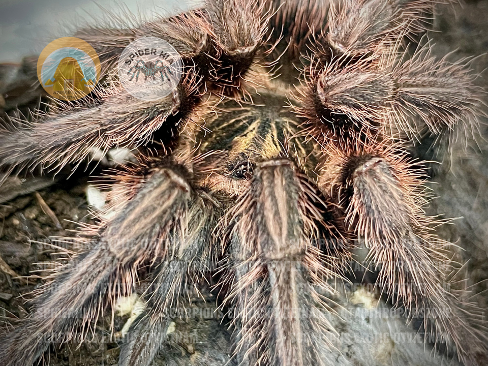 FM 10cm Phormictopus cancerides-duoc-ban-tai-QTArthropodszone (Scorpions Exotic QTVietNam & SpiderHia)