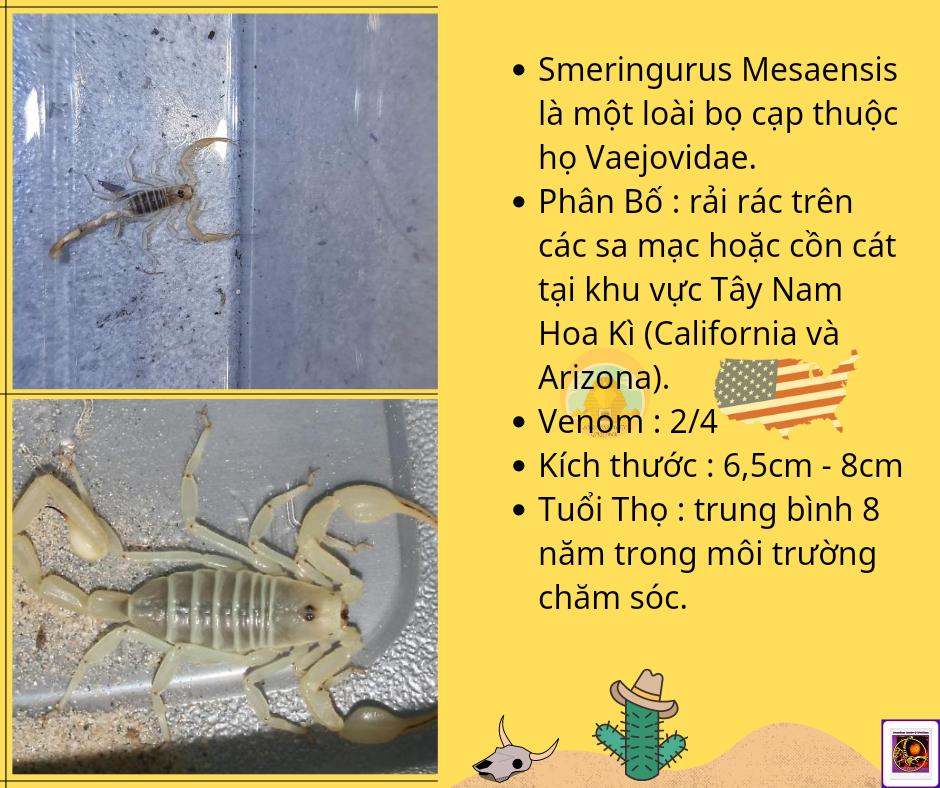 Smeringurus mesaensis - Dune Scorpion-duoc-ban-tai-QTArthropodszone (Scorpions Exotic QTVietNam & SpiderHia)