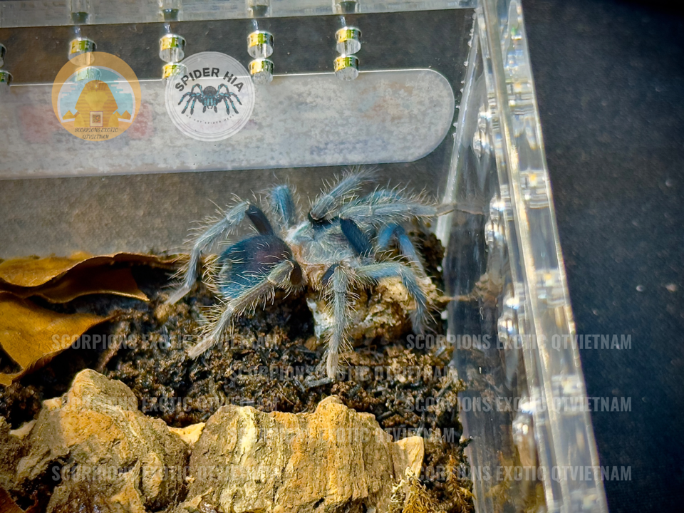 Phormictopus sp Dominican purple
-duoc-ban-tai-QTArthropodszone (Scorpions Exotic QTVietNam & SpiderHia)