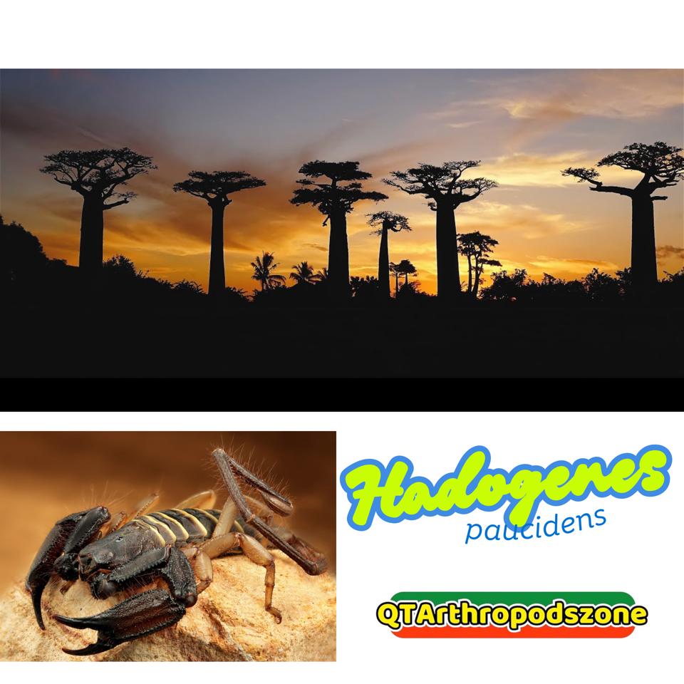 Hadogenes paucidens (Bọ Cạp Đá Nam Phi)-duoc-ban-tai-QTArthropodszone (Scorpions Exotic QTVietNam & SpiderHia)