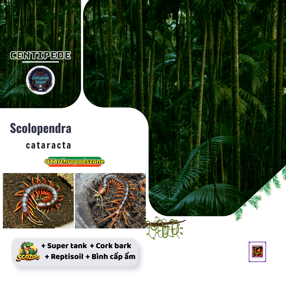 Scolopendra cataracta "White Beard"-duoc-ban-tai-QTArthropodszone (Scorpions Exotic QTVietNam & SpiderHia)