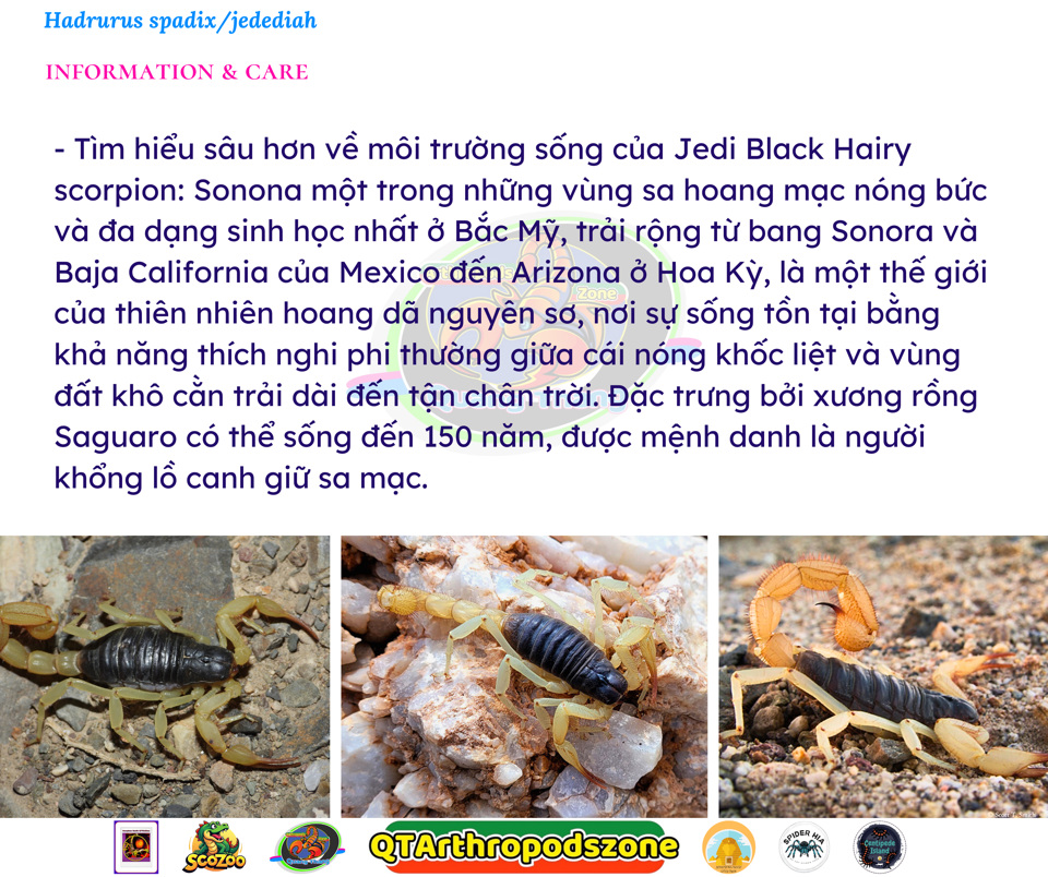 Hadrurus jedediah (Hadrurus spadix) Jedi Black Hairy scorpion-duoc-ban-tai-QTArthropodszone (Scorpions Exotic QTVietNam & SpiderHia)