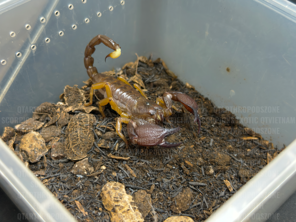 Chersonesometrus fulvipes (Heterometrus fulvipes)-duoc-ban-tai-QTArthropodszone (Scorpions Exotic QTVietNam & SpiderHia)