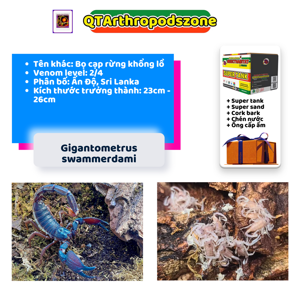 Heterometrus/Gigantometrus swammerdami-duoc-ban-tai-QTArthropodszone (Scorpions Exotic QTVietNam & SpiderHia)