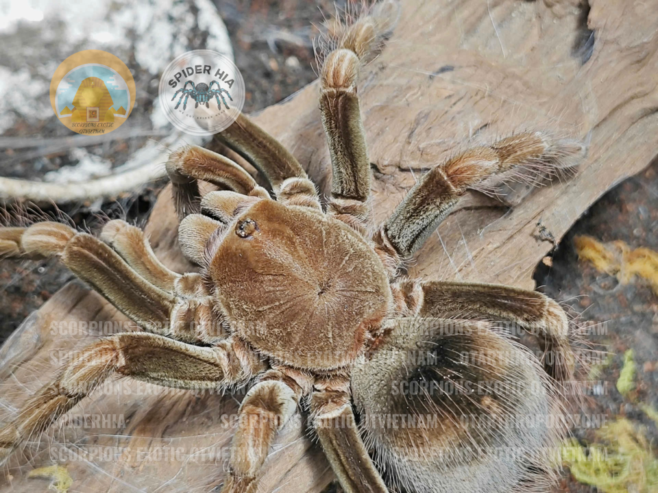 M + FM 14cm Pamphobeteus sp Manganegra-duoc-ban-tai-QTArthropodszone (Scorpions Exotic QTVietNam & SpiderHia)