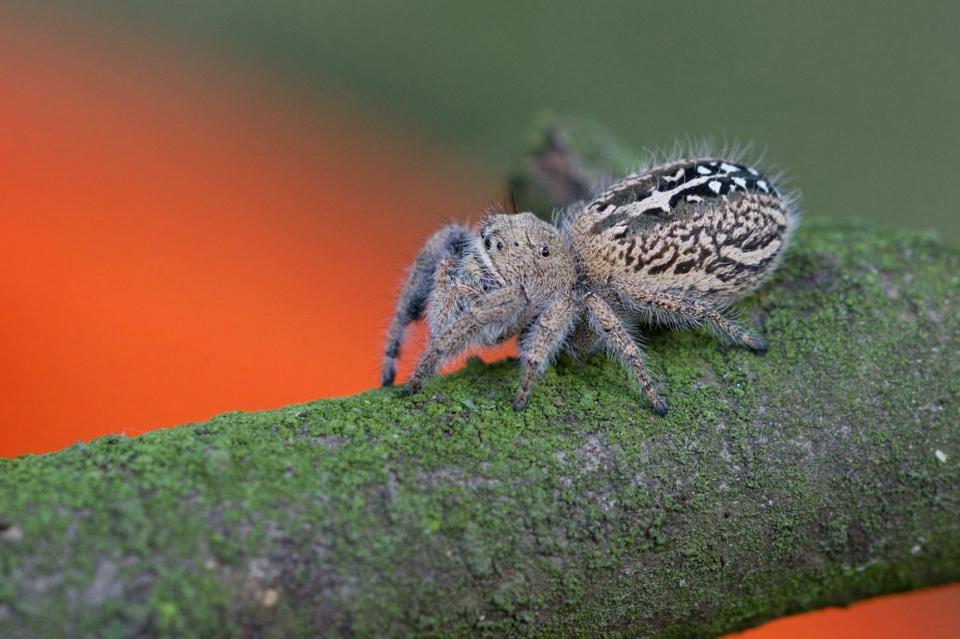 Phidippus texanus-duoc-ban-tai-QTArthropodszone (Scorpions Exotic QTVietNam & SpiderHia)