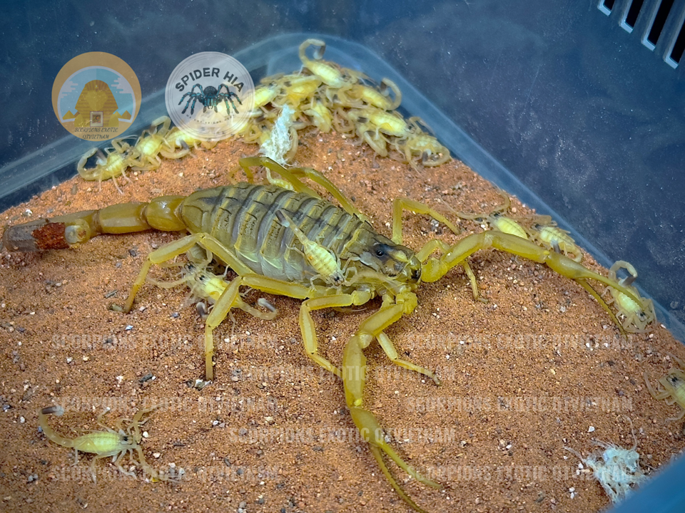 Leiurus quinquestriatus-duoc-ban-tai-QTArthropodszone (Scorpions Exotic QTVietNam & SpiderHia)