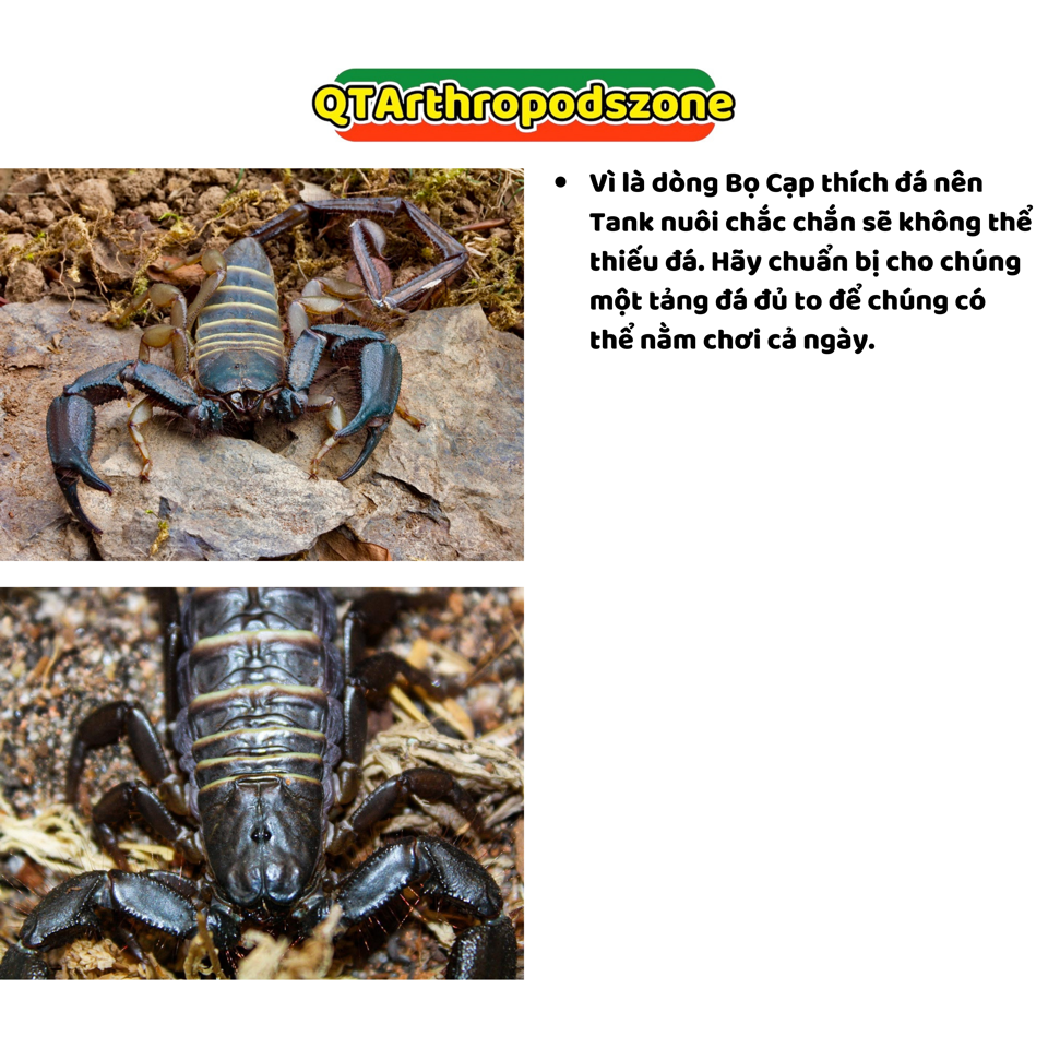 Hadogenes paucidens (Bọ Cạp Đá Nam Phi)-duoc-ban-tai-QTArthropodszone (Scorpions Exotic QTVietNam & SpiderHia)