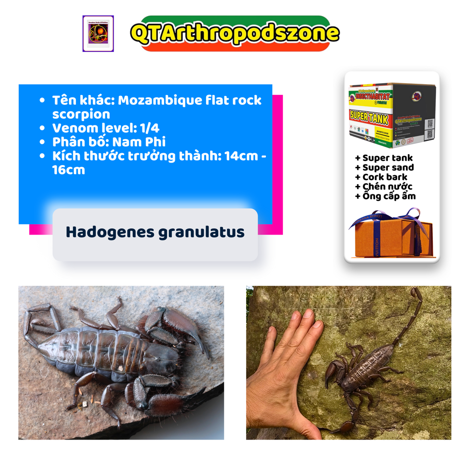 Hadogenes granulatus (Mozambique Flat Rock) (Bọ Cạp Đá Nam Phi)-duoc-ban-tai-QTArthropodszone (Scorpions Exotic QTVietNam & SpiderHia)