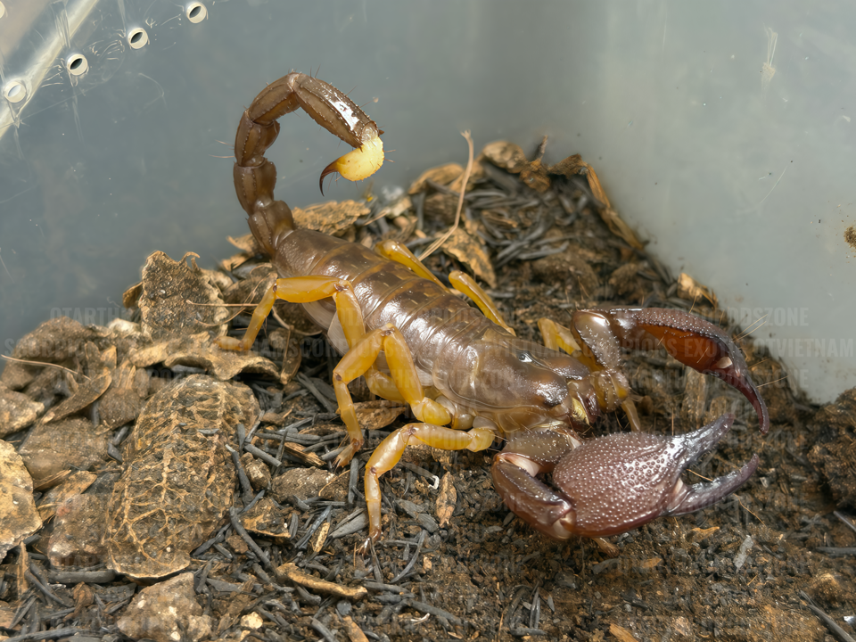 Chersonesometrus fulvipes (Heterometrus fulvipes)-duoc-ban-tai-QTArthropodszone (Scorpions Exotic QTVietNam & SpiderHia)