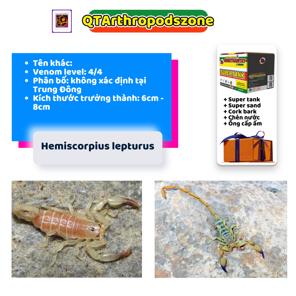 Hemiscorpius lepturus-duoc-ban-tai-QTArthropodszone (Scorpions Exotic QTVietNam & SpiderHia)