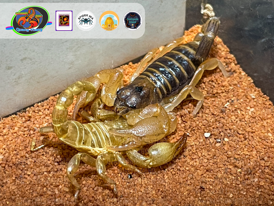 Opistophthalmus boehmi-duoc-ban-tai-QTArthropodszone (Scorpions Exotic QTVietNam & SpiderHia)
