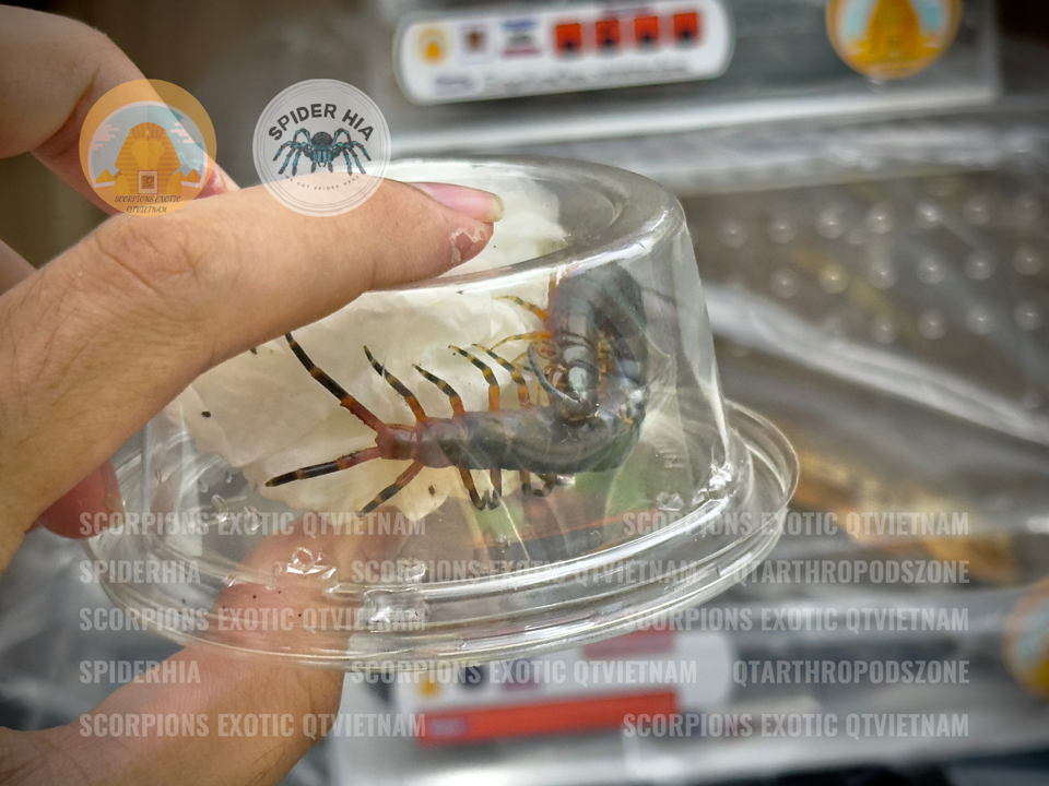 Scolopendra gigantea "Black" morph-duoc-ban-tai-QTArthropodszone (Scorpions Exotic QTVietNam & SpiderHia)