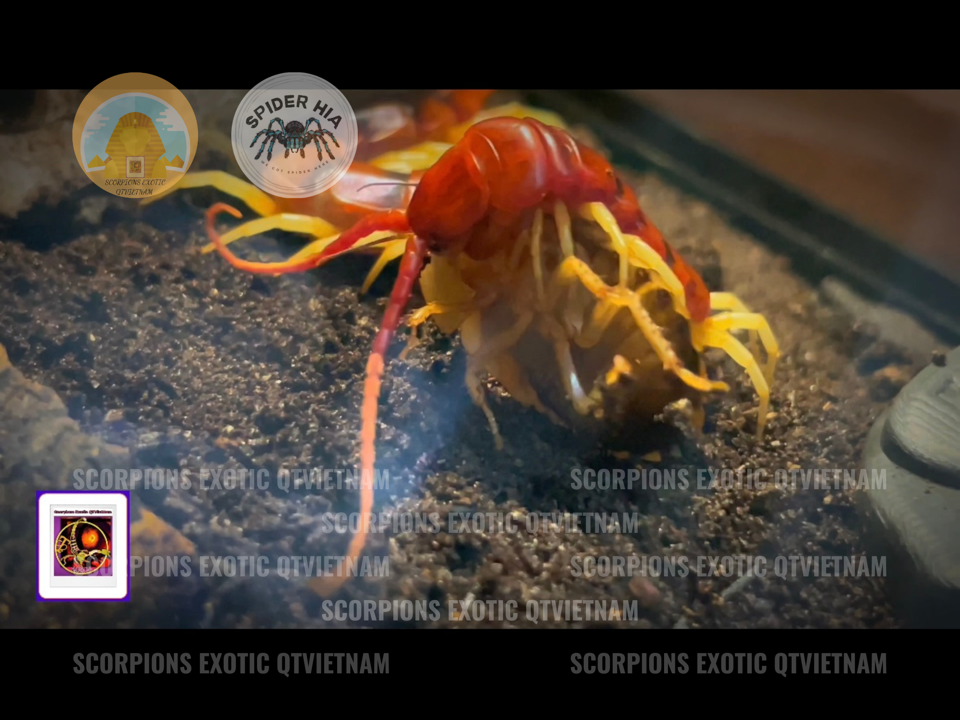 Scolopendra gigantea sp White Leg-duoc-ban-tai-QTArthropodszone (Scorpions Exotic QTVietNam & SpiderHia)