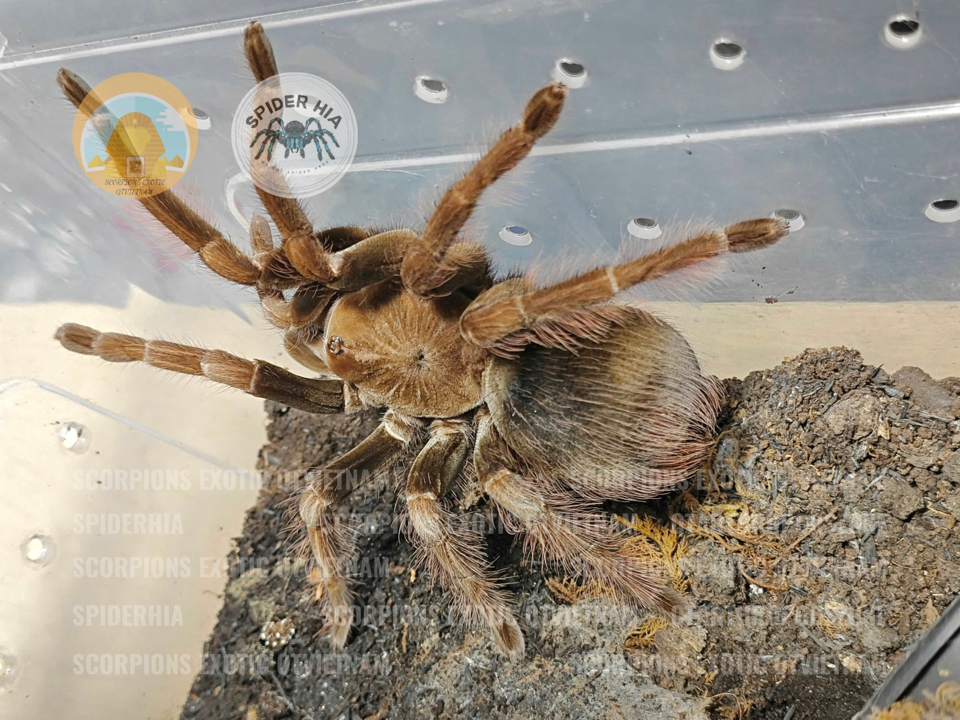 Pamphobeteus sp Mascara-duoc-ban-tai-QTArthropodszone (Scorpions Exotic QTVietNam & SpiderHia)