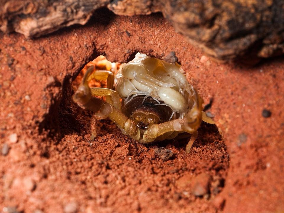 Parabuthus mossambicensis-duoc-ban-tai-QTArthropodszone (Scorpions Exotic QTVietNam & SpiderHia)