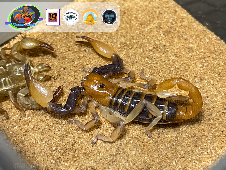 Opistophthalmus carinatus-duoc-ban-tai-QTArthropodszone (Scorpions Exotic QTVietNam & SpiderHia)