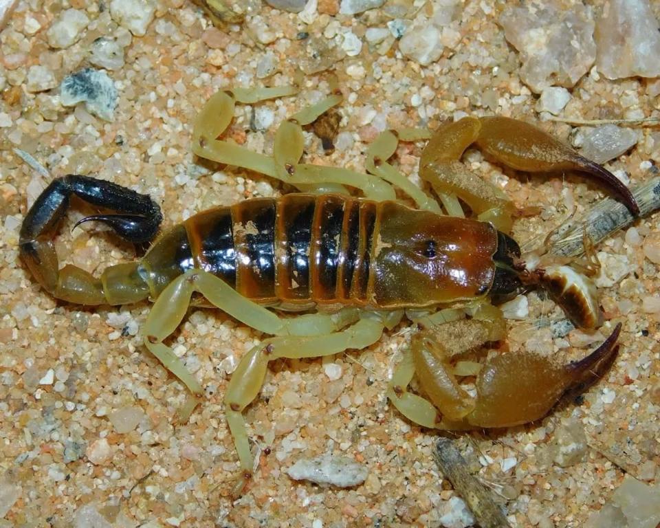 Opistophthalmus wahlbergii (Kalahari Burrower Scorpion)-duoc-ban-tai-QTArthropodszone (Scorpions Exotic QTVietNam & SpiderHia)