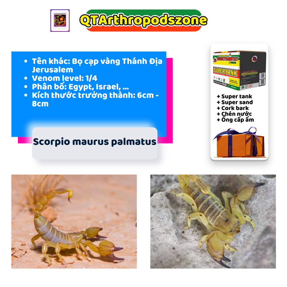 Scorpio maurus palmatus-duoc-ban-tai-QTArthropodszone (Scorpions Exotic QTVietNam & SpiderHia)