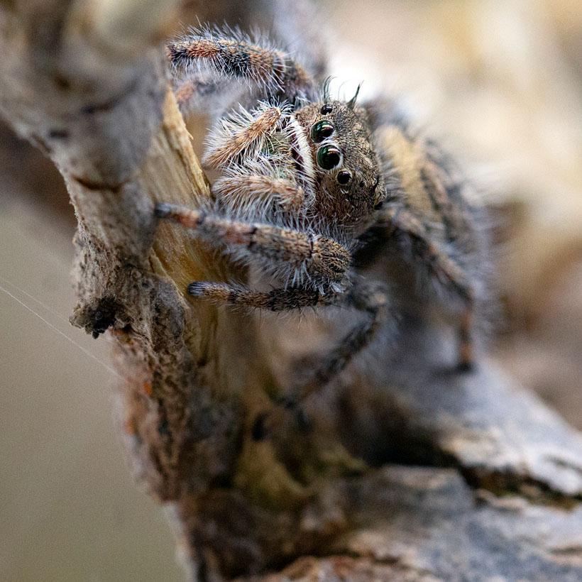 Phidippus texanus-duoc-ban-tai-QTArthropodszone (Scorpions Exotic QTVietNam & SpiderHia)