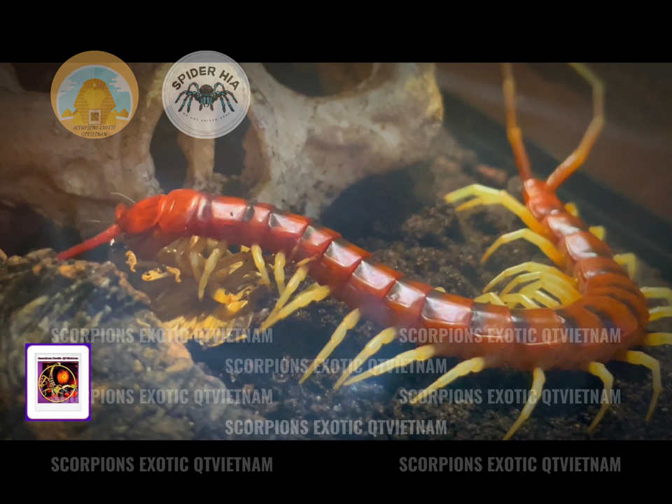 Scolopendra gigantea sp White Leg-duoc-ban-tai-QTArthropodszone (Scorpions Exotic QTVietNam & SpiderHia)