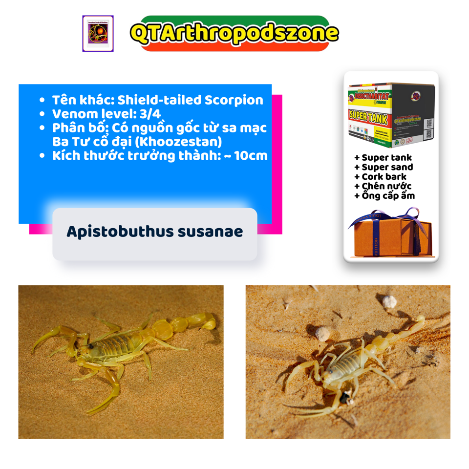 Apistobuthus susanae-duoc-ban-tai-QTArthropodszone (Scorpions Exotic QTVietNam & SpiderHia)