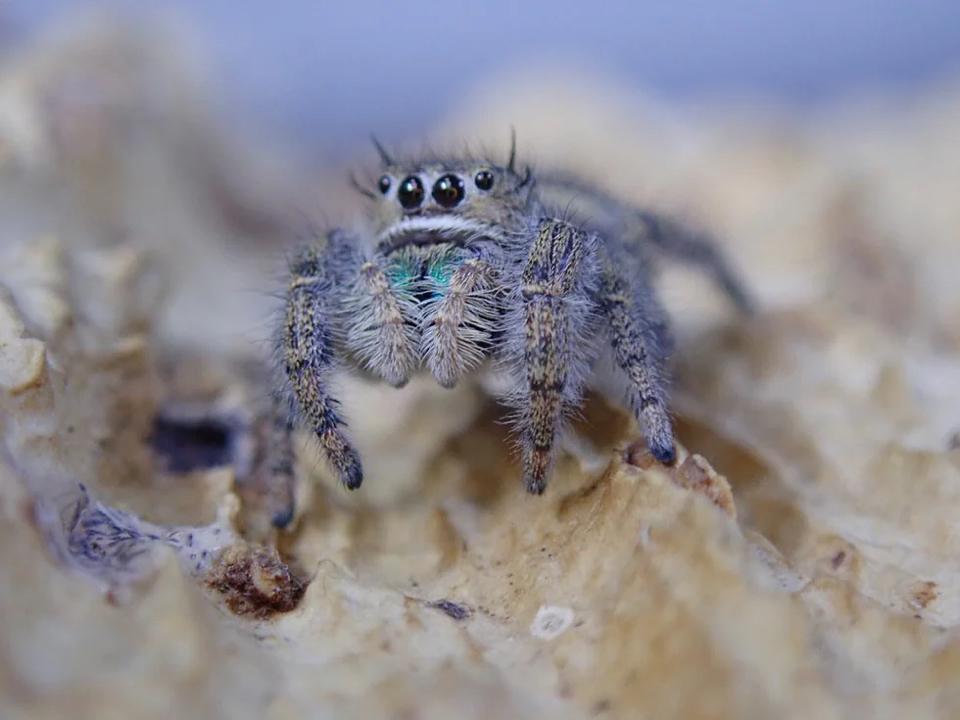 Phidippus texanus-duoc-ban-tai-QTArthropodszone (Scorpions Exotic QTVietNam & SpiderHia)