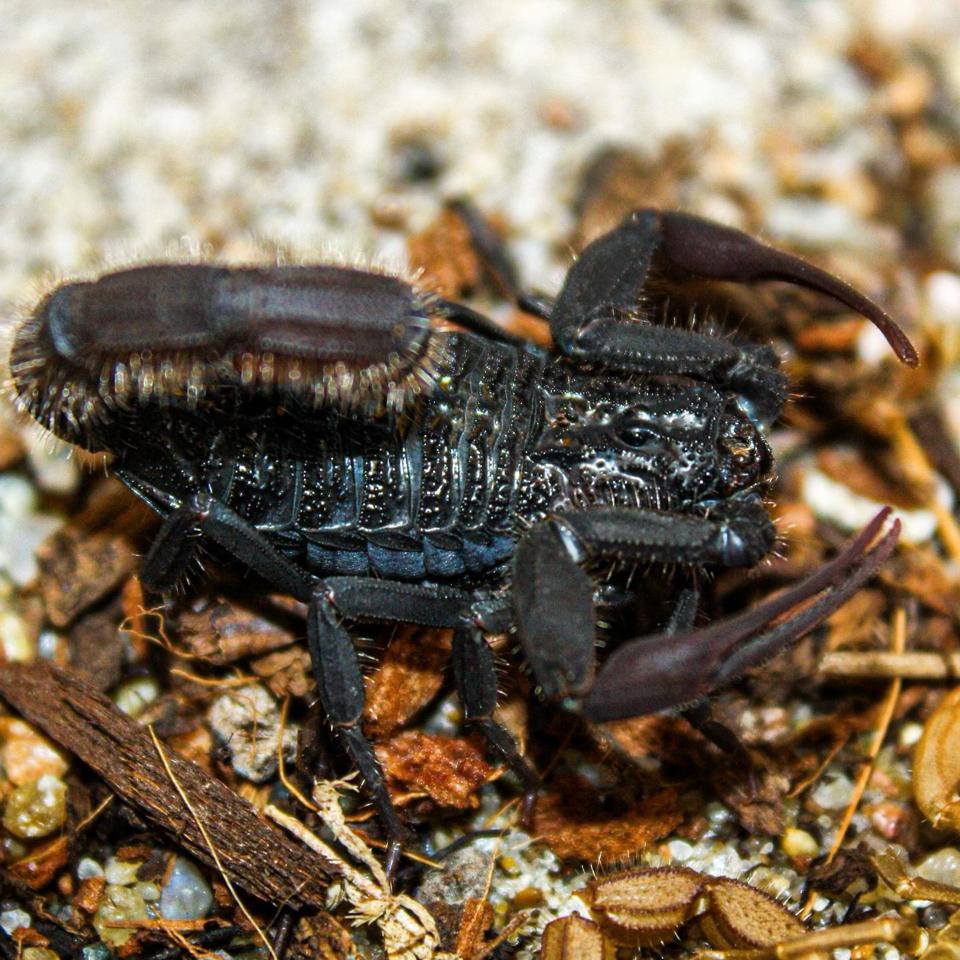 Hottentotta sousai-duoc-ban-tai-QTArthropodszone (Scorpions Exotic QTVietNam & SpiderHia)