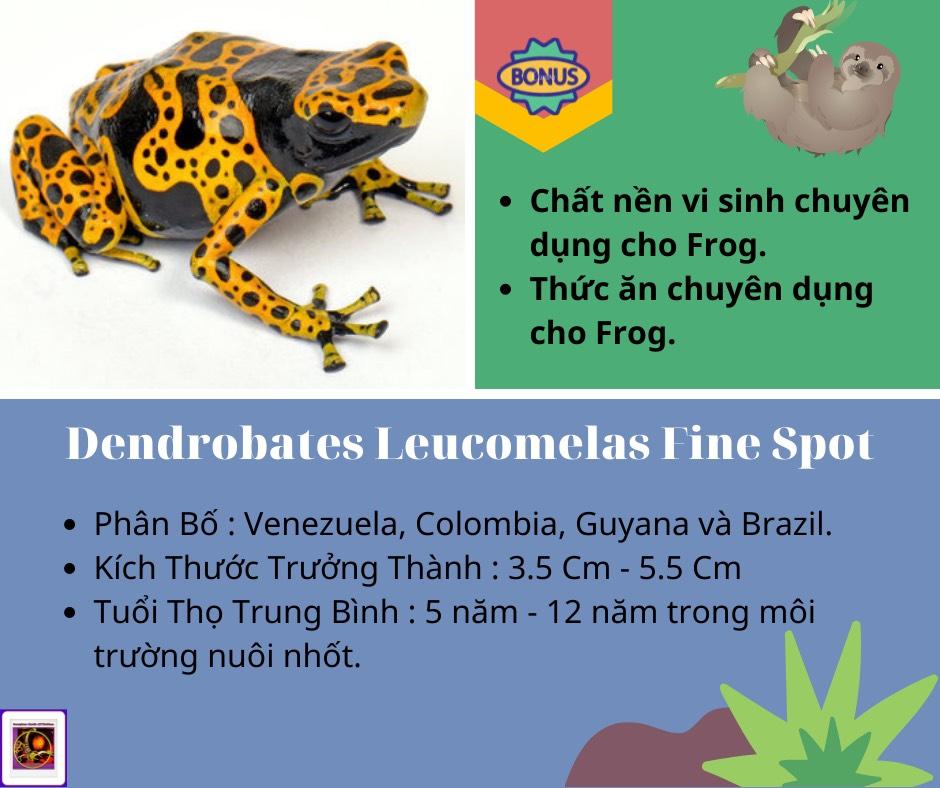 Dendrobates Leucomelas Fine Spot-duoc-ban-tai-QTArthropodszone (Scorpions Exotic QTVietNam & SpiderHia)