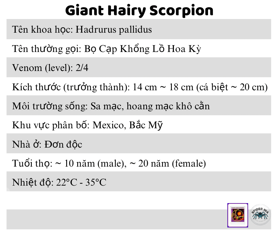 Hadrurus pallidus-duoc-ban-tai-QTArthropodszone (Scorpions Exotic QTVietNam & SpiderHia)