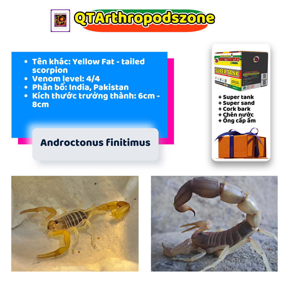 Androctonus finitimus-duoc-ban-tai-QTArthropodszone (Scorpions Exotic QTVietNam & SpiderHia)