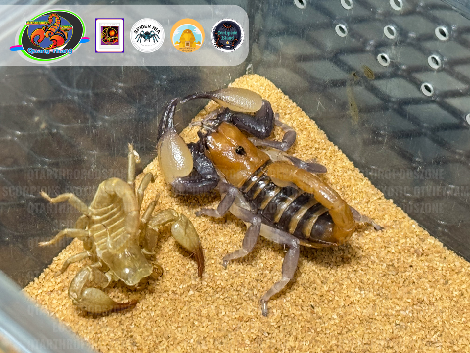 Opistophthalmus carinatus-duoc-ban-tai-QTArthropodszone (Scorpions Exotic QTVietNam & SpiderHia)