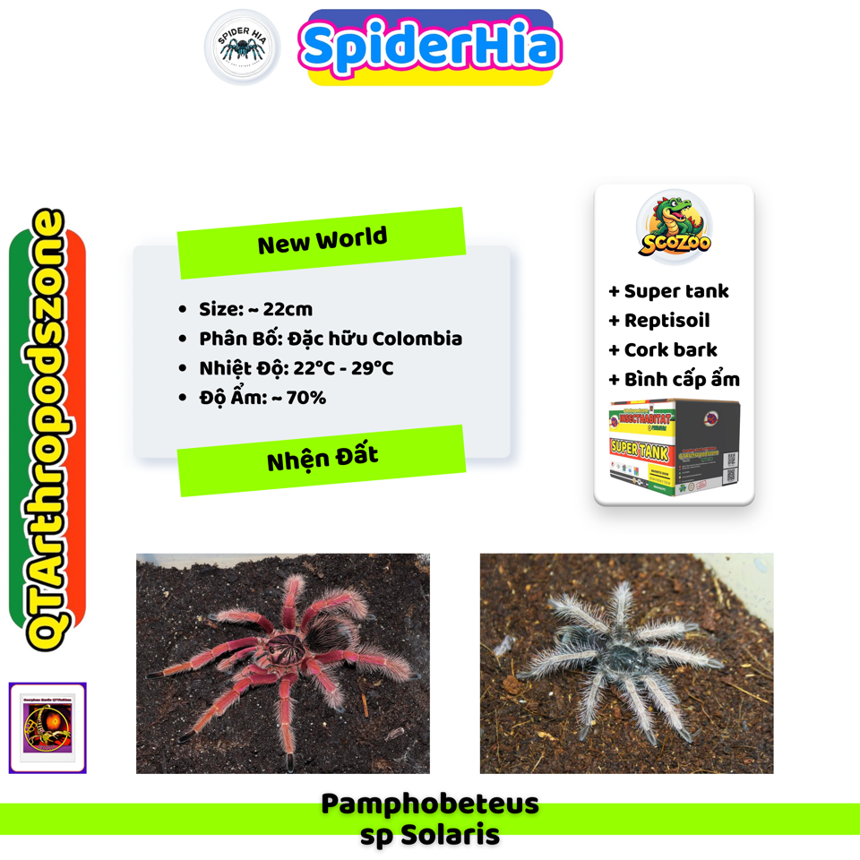 Pamphobeteus sp Solaris-duoc-ban-tai-QTArthropodszone (Scorpions Exotic QTVietNam & SpiderHia)