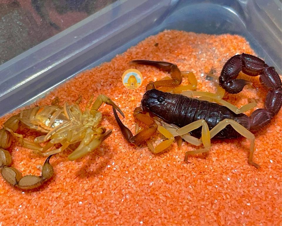 Parabuthus villosus "Typical" morph-duoc-ban-tai-QTArthropodszone (Scorpions Exotic QTVietNam & SpiderHia)