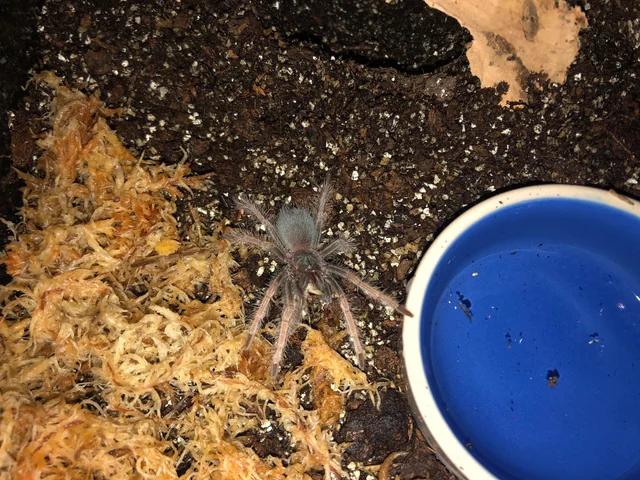 Pamphobeteus sp Solaris-duoc-ban-tai-QTArthropodszone (Scorpions Exotic QTVietNam & SpiderHia)